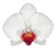 گل ارکیده فالانوپسیس کالگاری